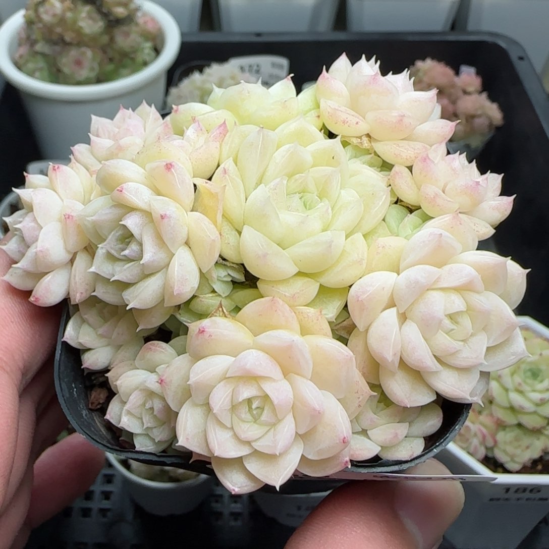 0119-188麦秆麦秆