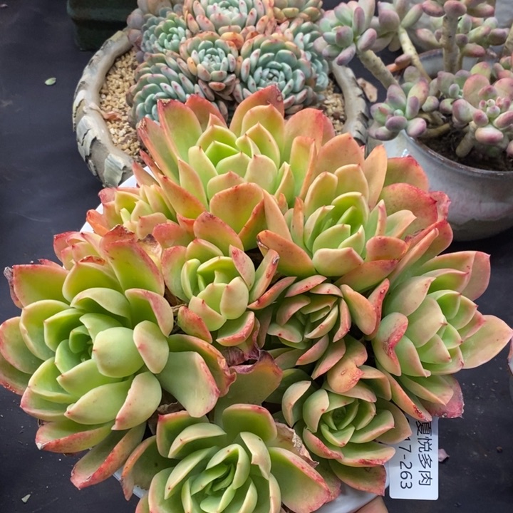 夏悦多肉0117-263金辉