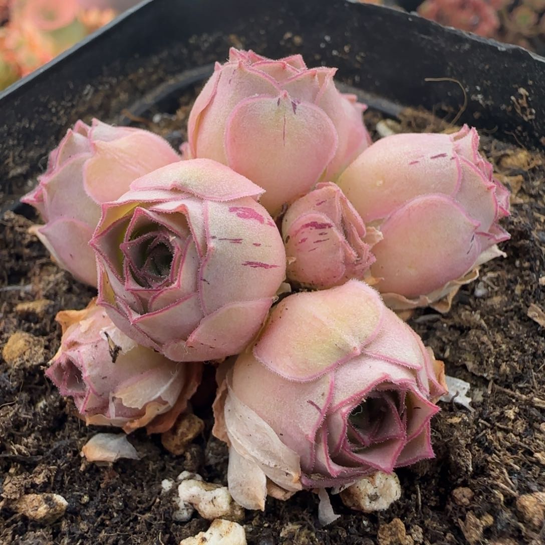 Y764半城玫瑰绒宵