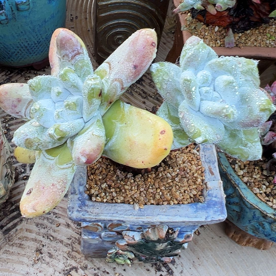 6314花朵脸拇指仙女杯多肉