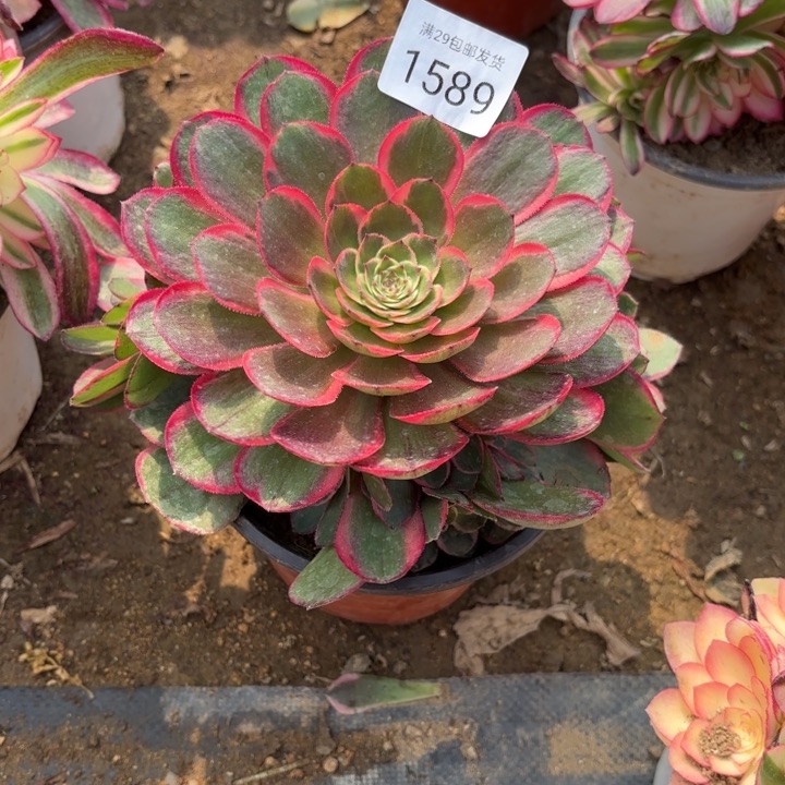 粉花妖多肉萌1589