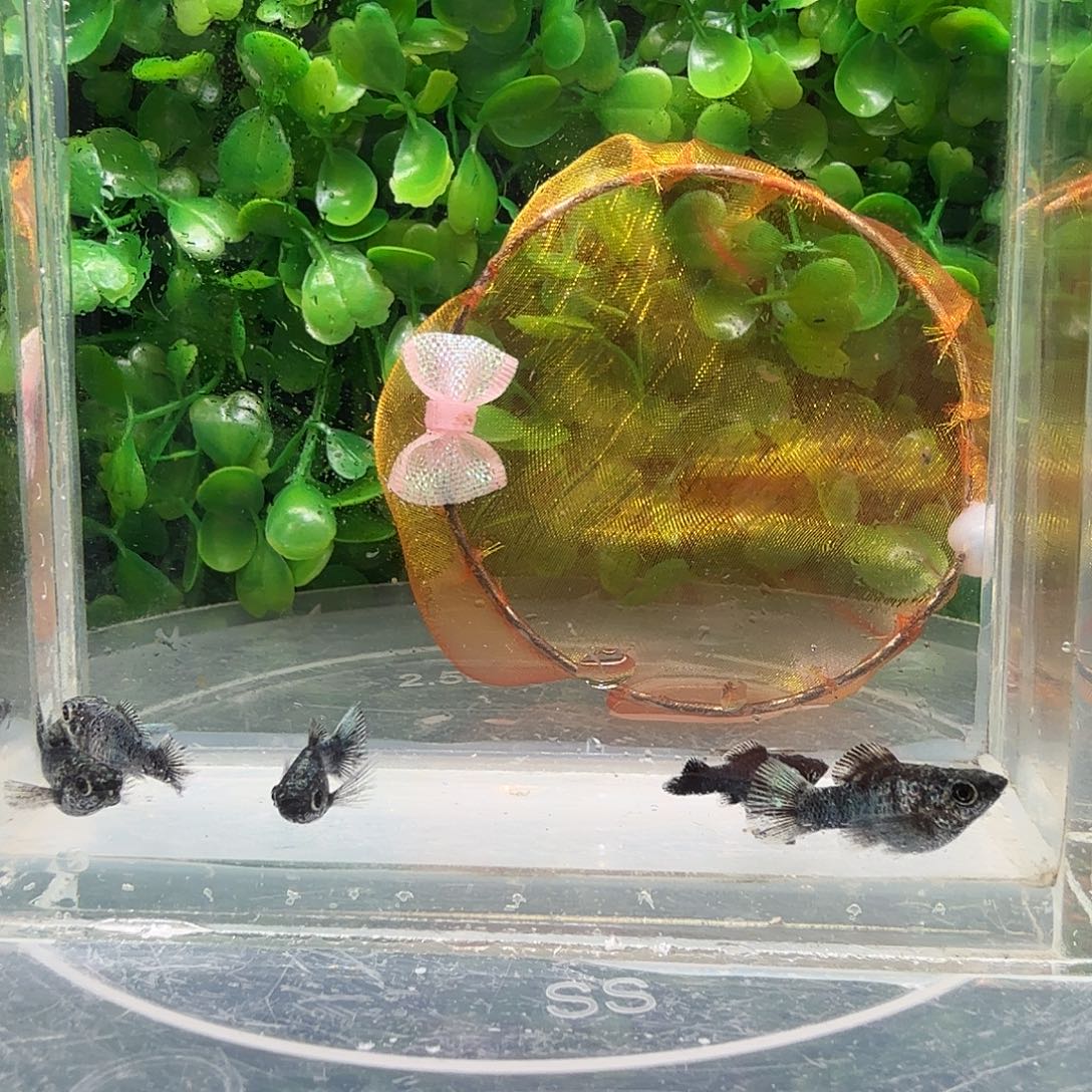 孔雀鱼电镀玛骊球苗5条不分公母