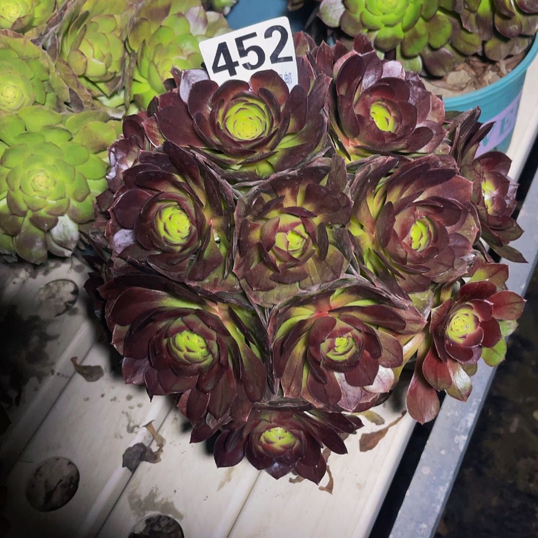 法师法师3/-24包邮法师