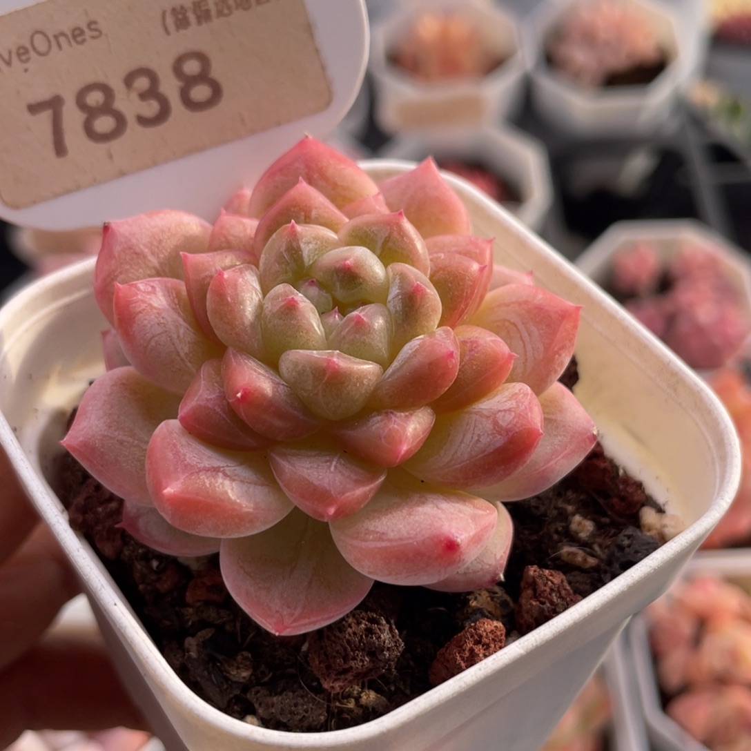 编号系列7838-5.0厘米