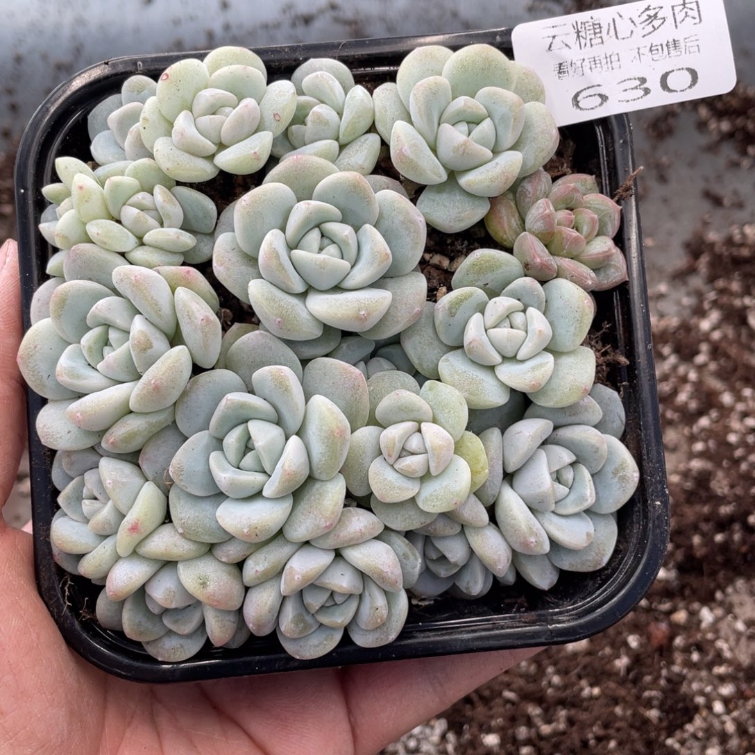 云糖心多肉植物630