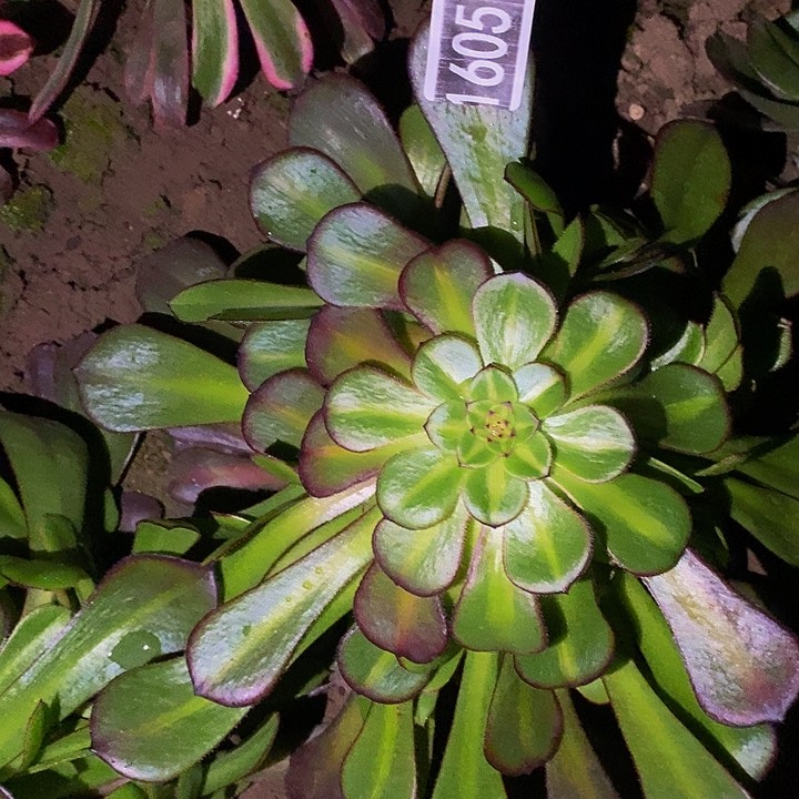 16051号黑萝莉中班法师