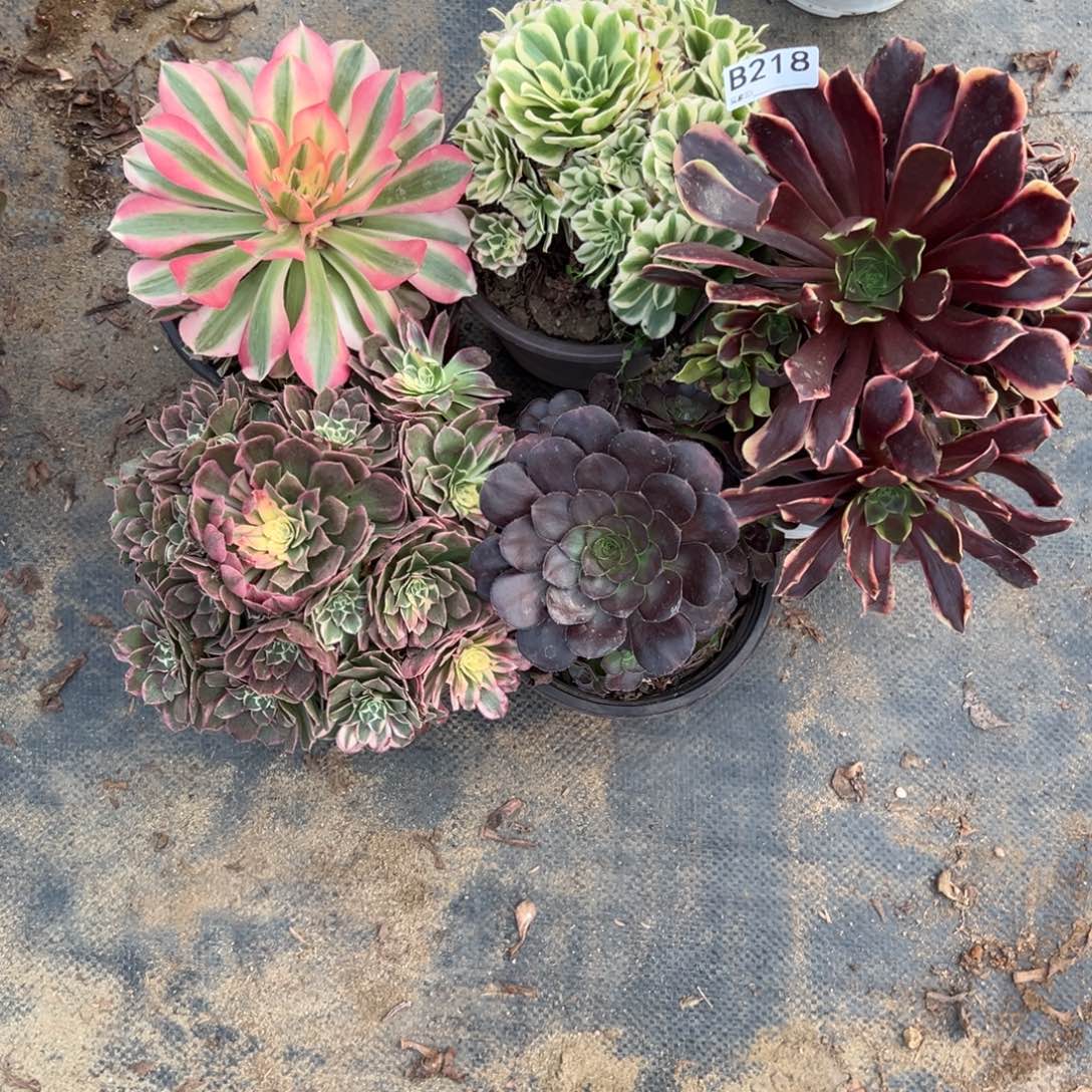 218五颗组合多肉植物