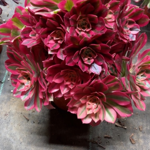 多肉植物粉女巫锦。