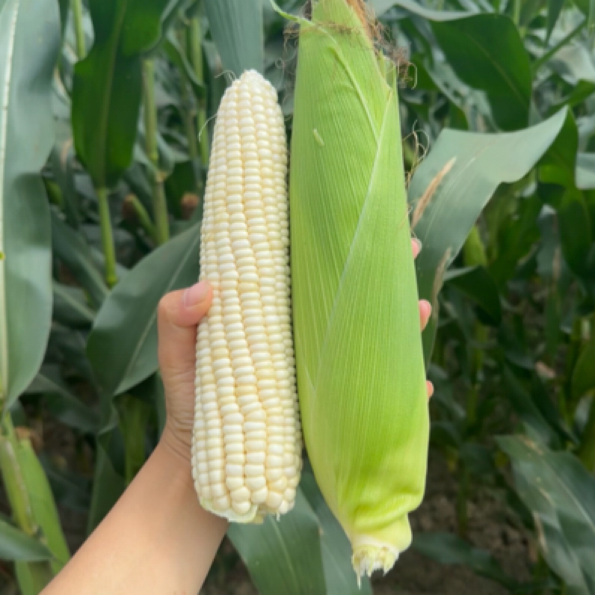 贵州露天农家肥种植本地金颗糯 鲜香甜糯玉米
