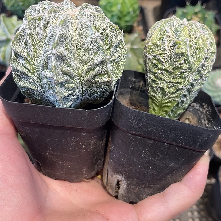 实生核桃鸾凤玉2颗