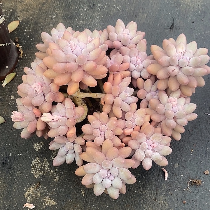 阿***丁多肉植物肉肉植物肉肉