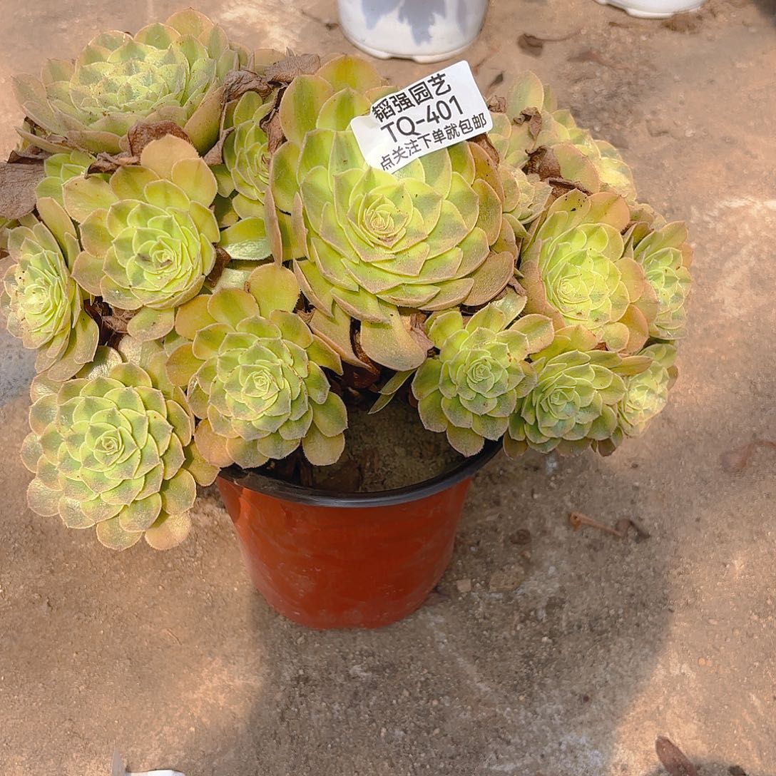 雨荷多肉植物上401