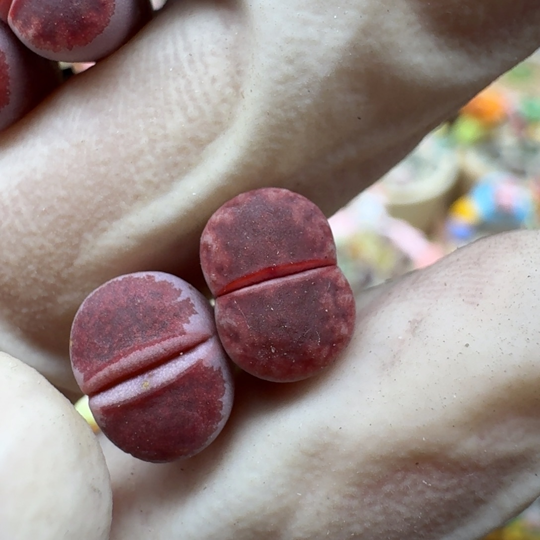 三****1207-030生石花花花