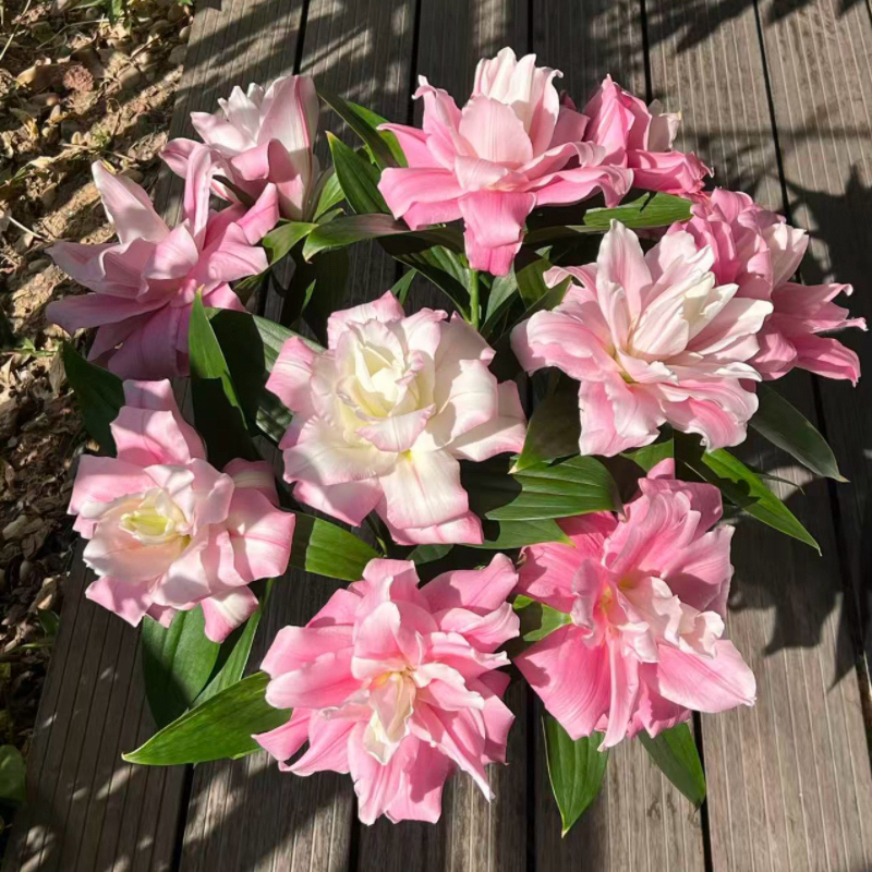 【种业测试新品】云南基地直发百合花鲜花瓶插水养百合