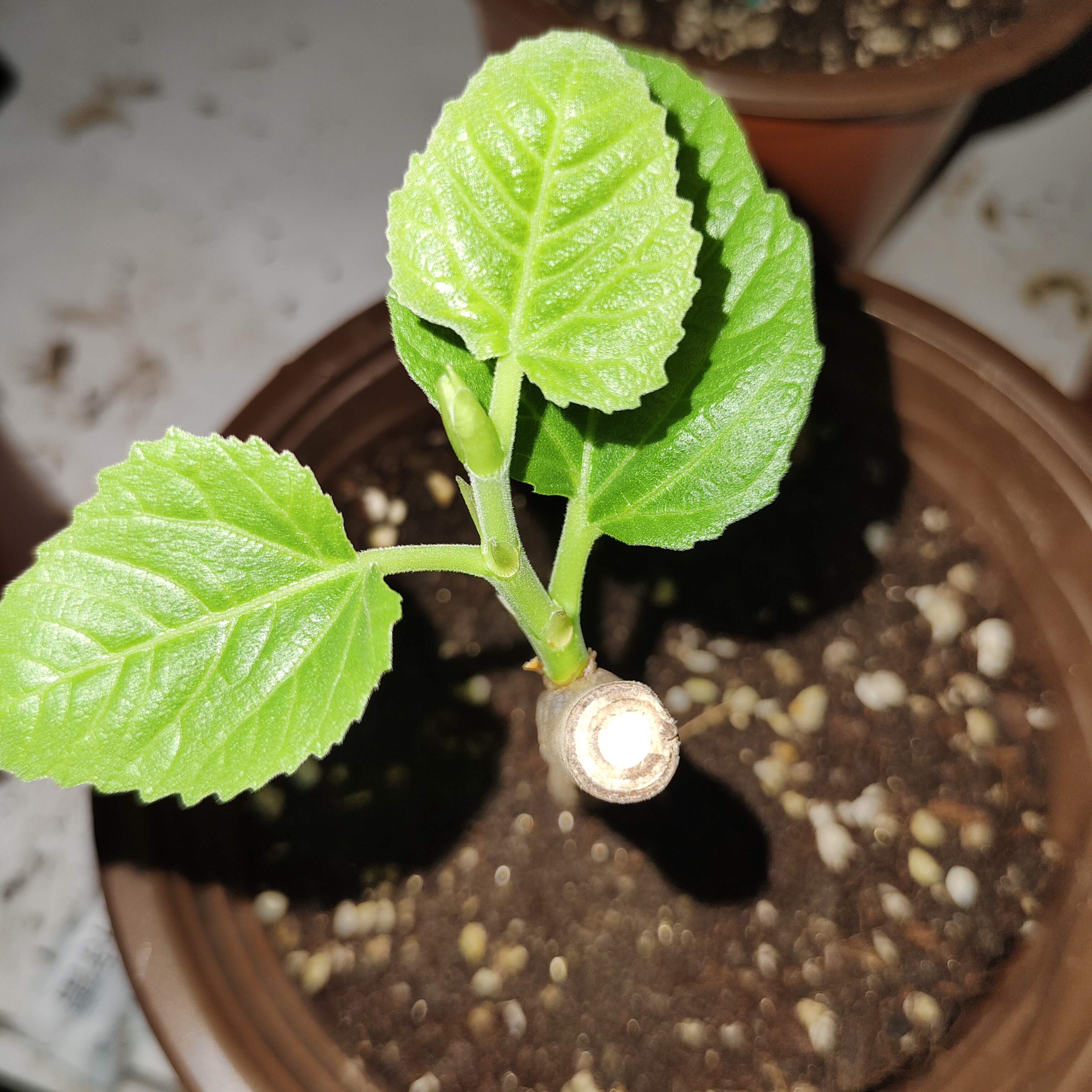 珊瑚无花果，原生高压包，已展叶，原盆原土发货。