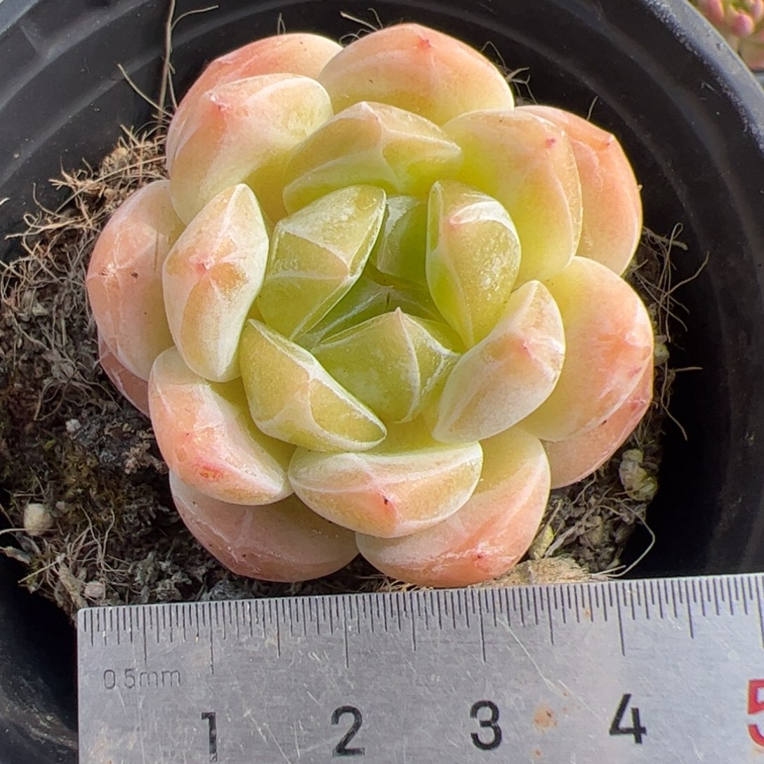 642多肉植物组合盆栽