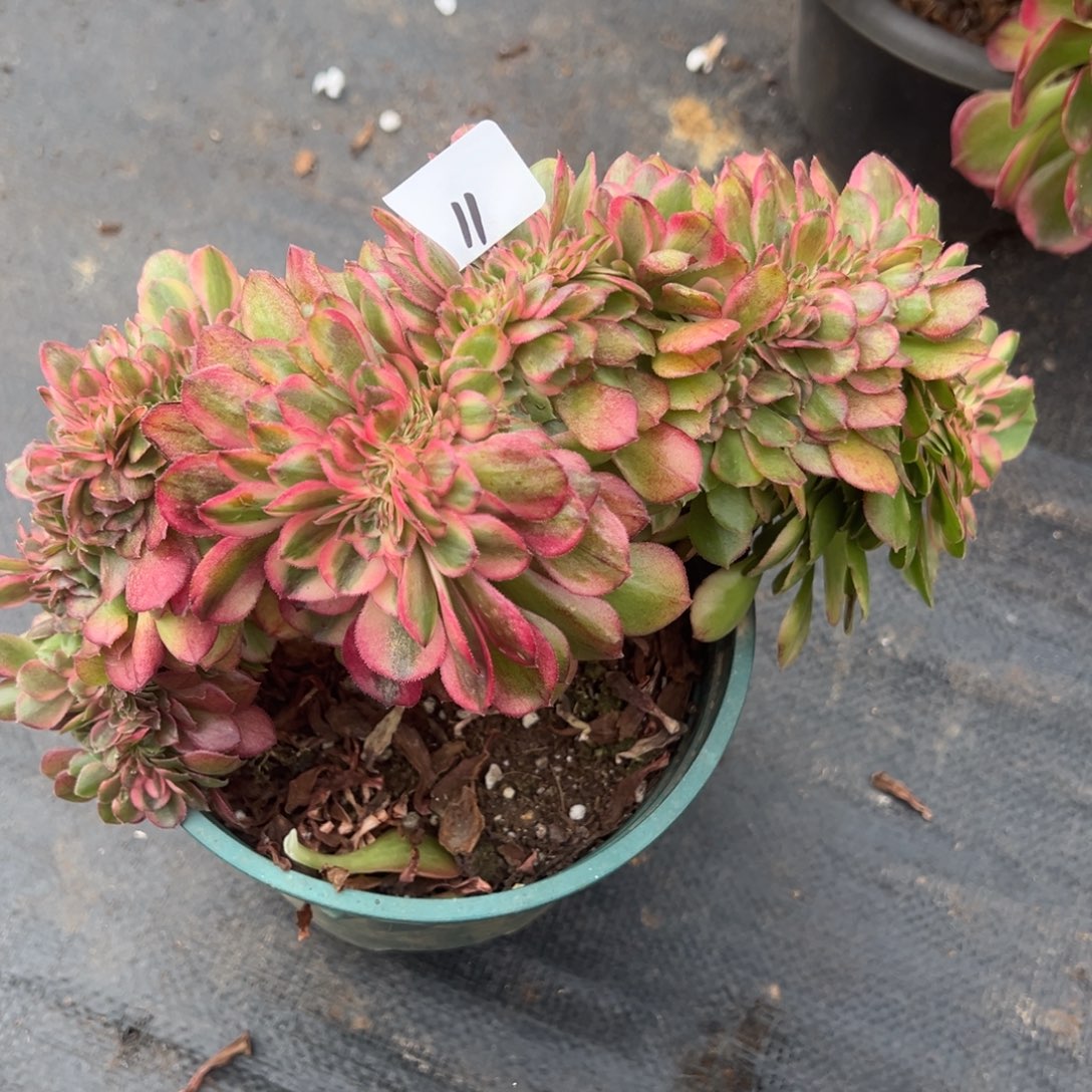 11荔枝缀duorouxixixi