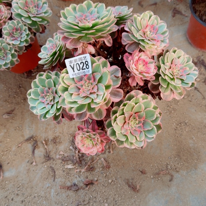 028海神官服28左右2