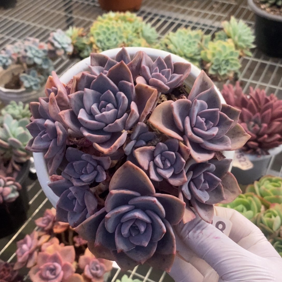 9538彩虹糖一物一拍