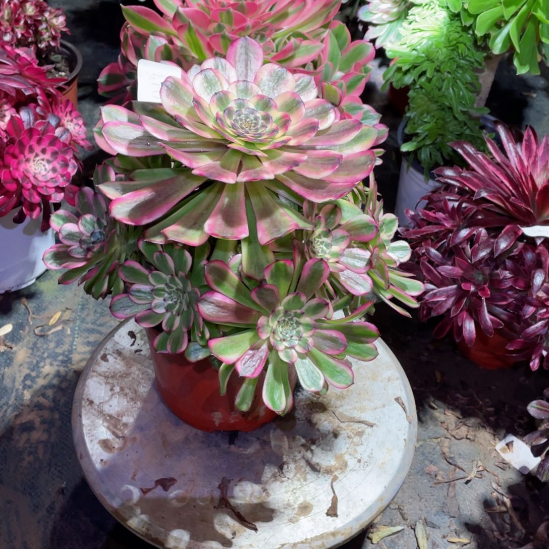 多肉植物维纳斯043