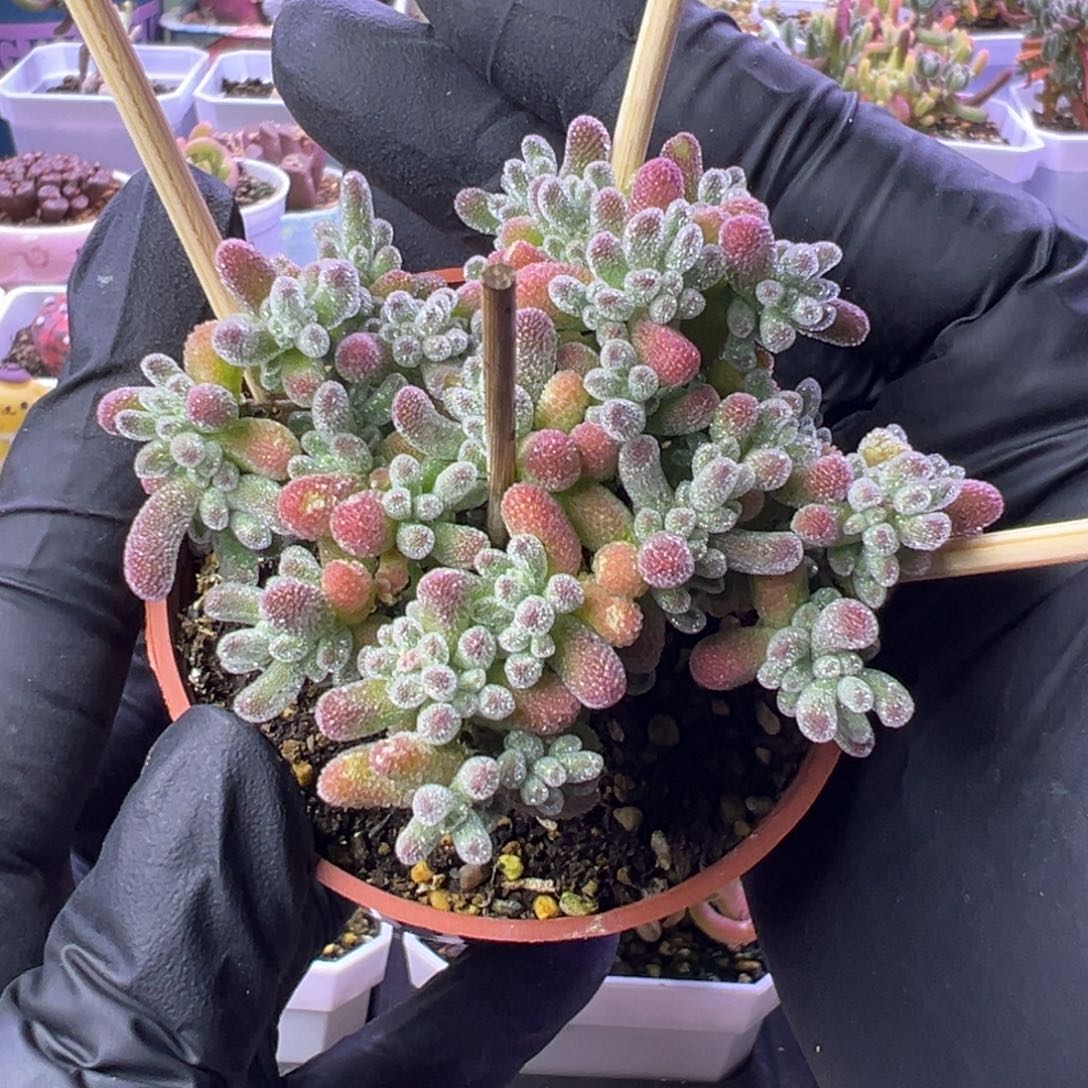 艾***麻多肉植物枝干冰晶