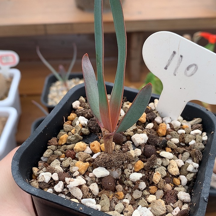 110百岁兰666666666