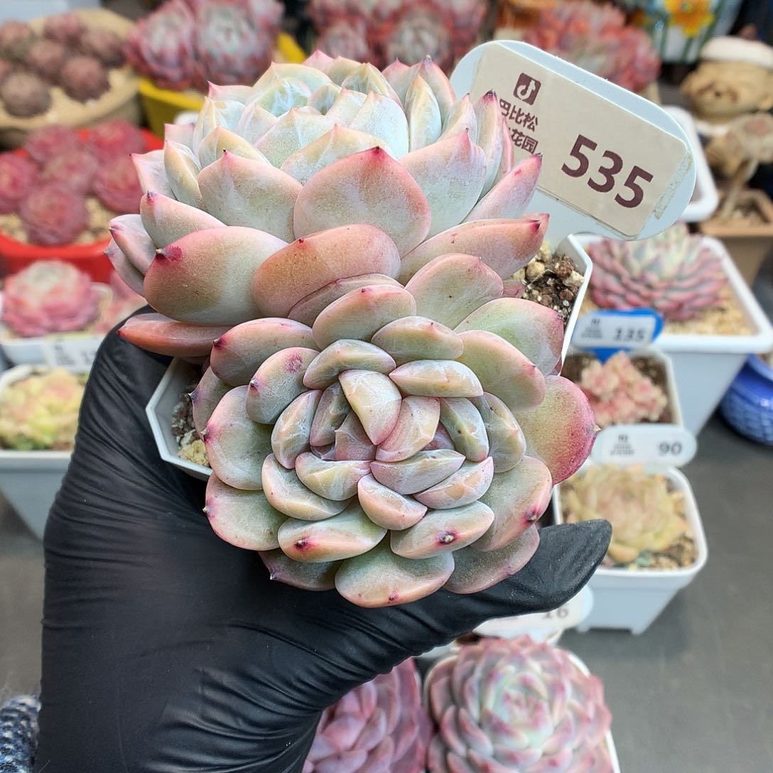 535 钻石纹珍妮粉糖心多肉