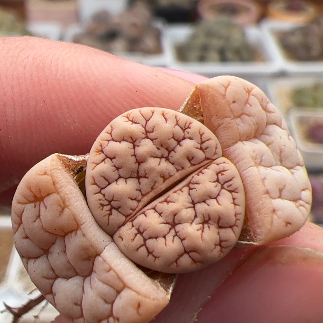 0339号189 多肉植物