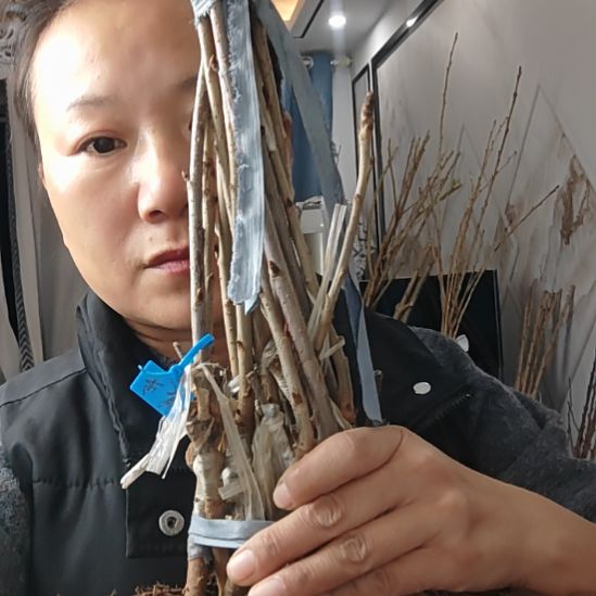 用***7吉六美早三级十棵