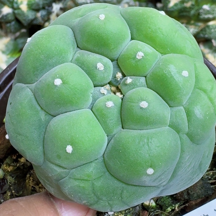 福利苗接大尤761