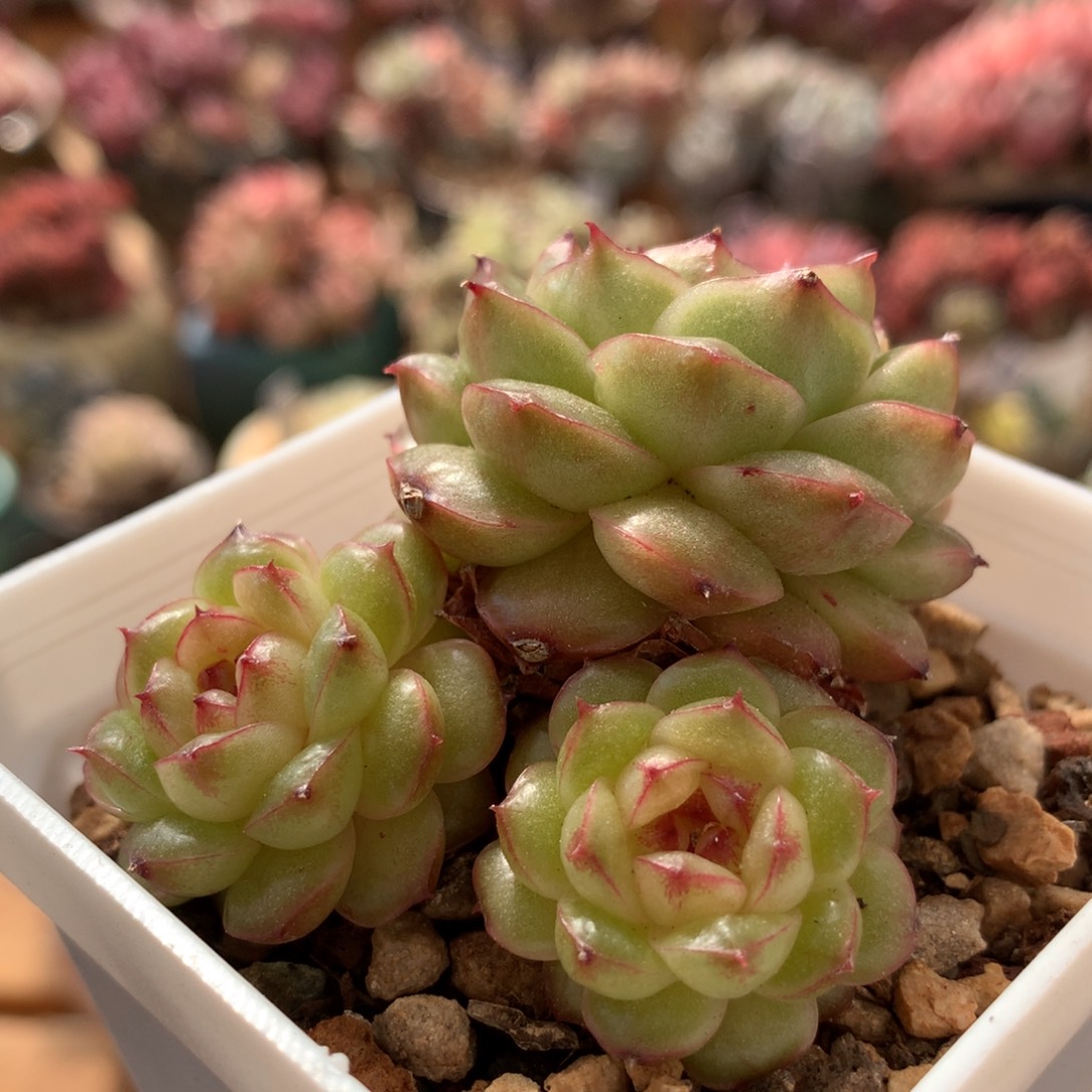 熊猫珍妮一物一拍 010