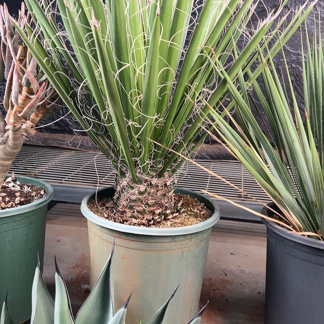 快***球无花朵多肉植物卡内丝兰