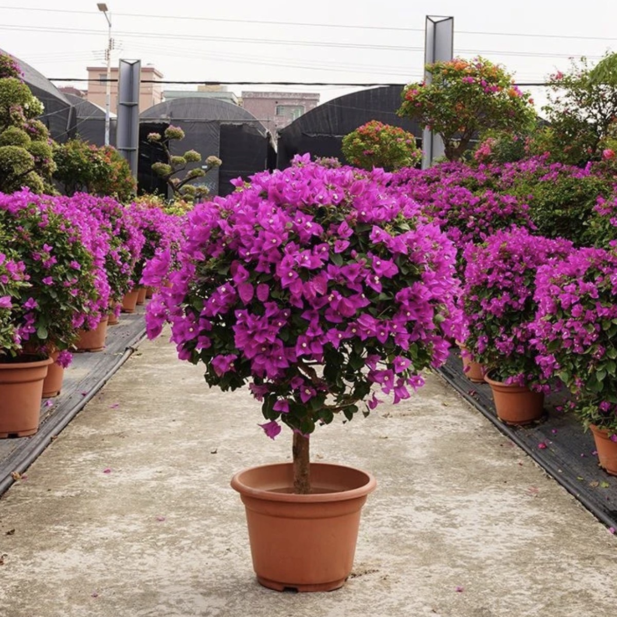 精品三角梅可盆栽地栽长花期