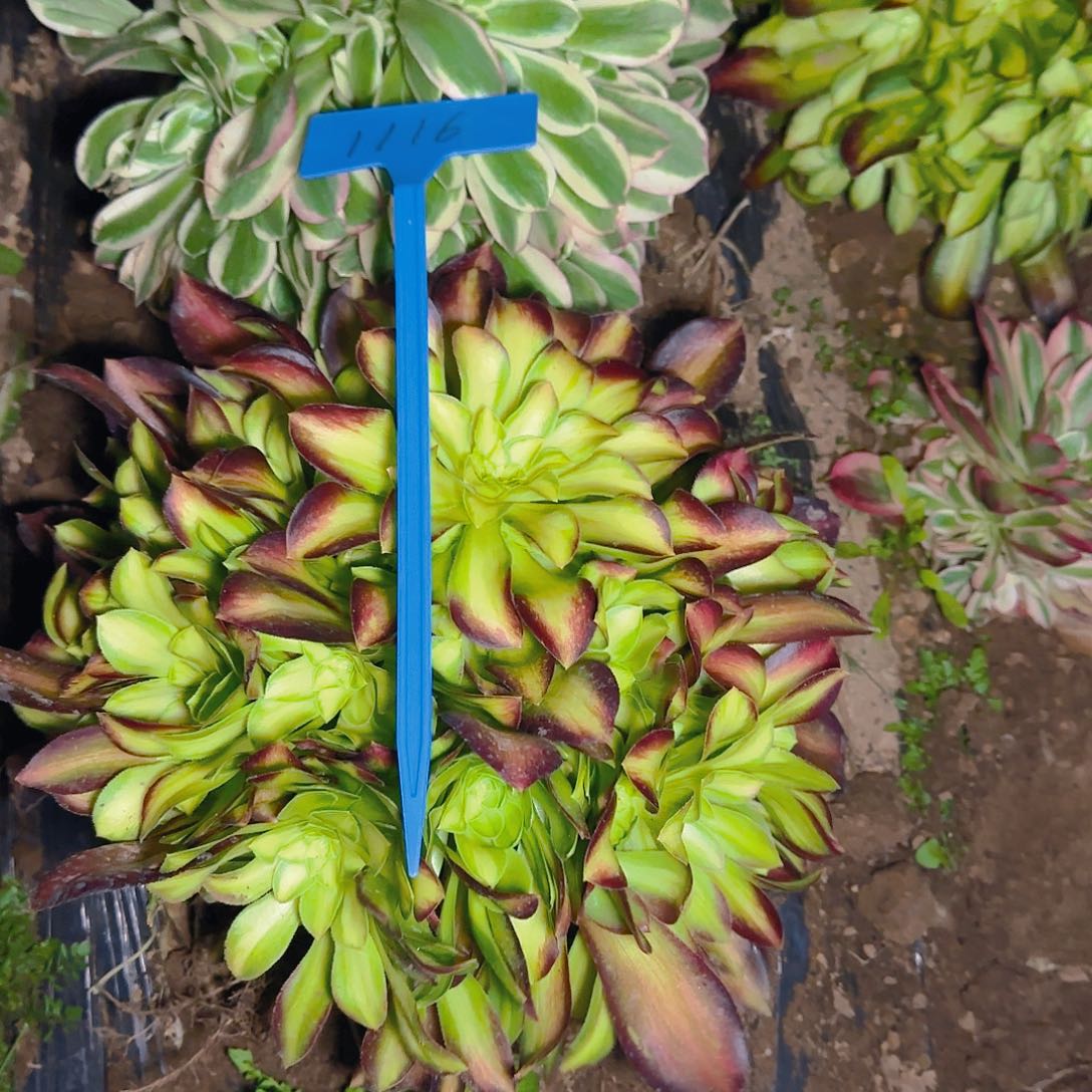 1116两颗哦哦哦哦哦