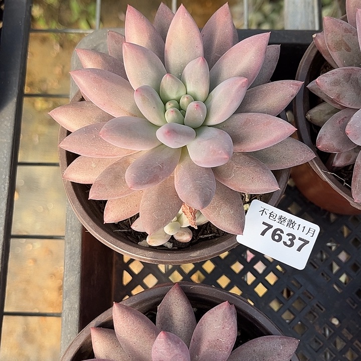 阿雅园艺。         7637水晶球