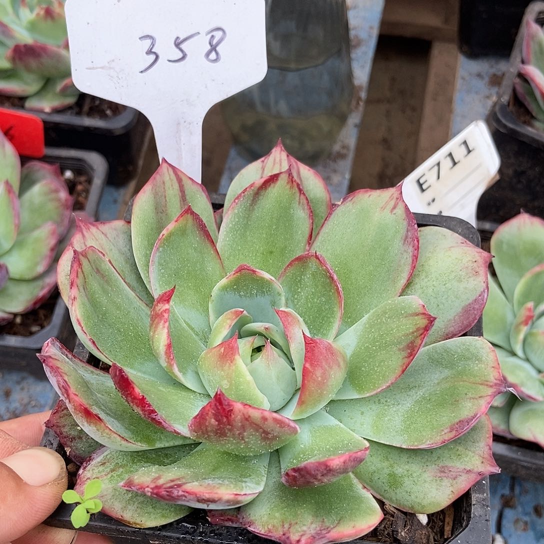 惊鸿一物一拍包装收缩花旱358