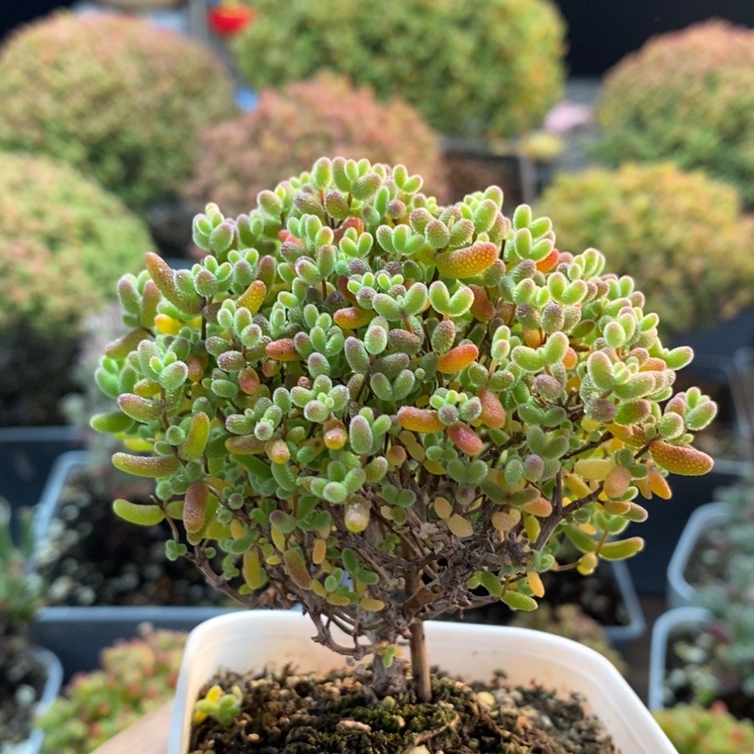 蜜橘糖球2589枝干番杏