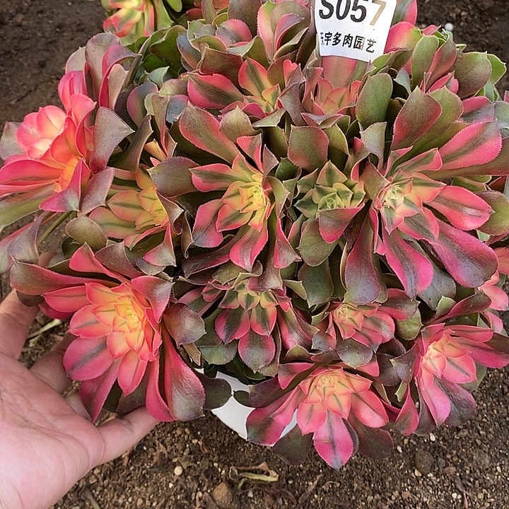 探***探多肉植物香妃057多肉