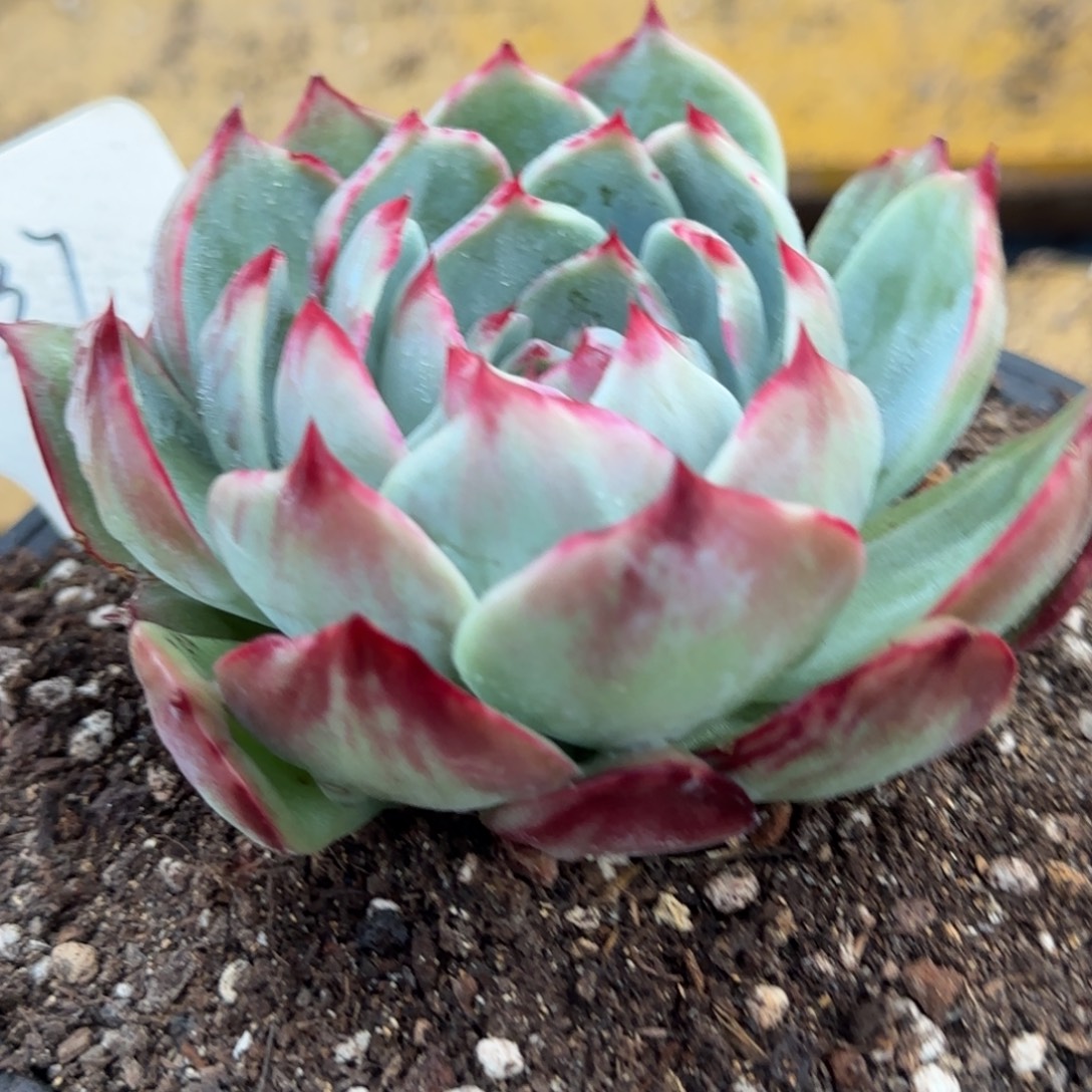 花脸拉丝惊鸿一物一拍包装收缩花旱337