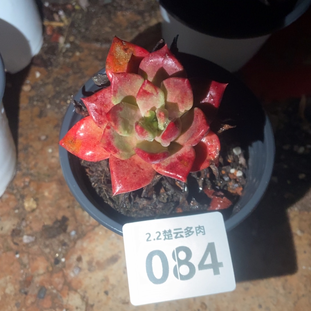 084多肉植物啦啦啦