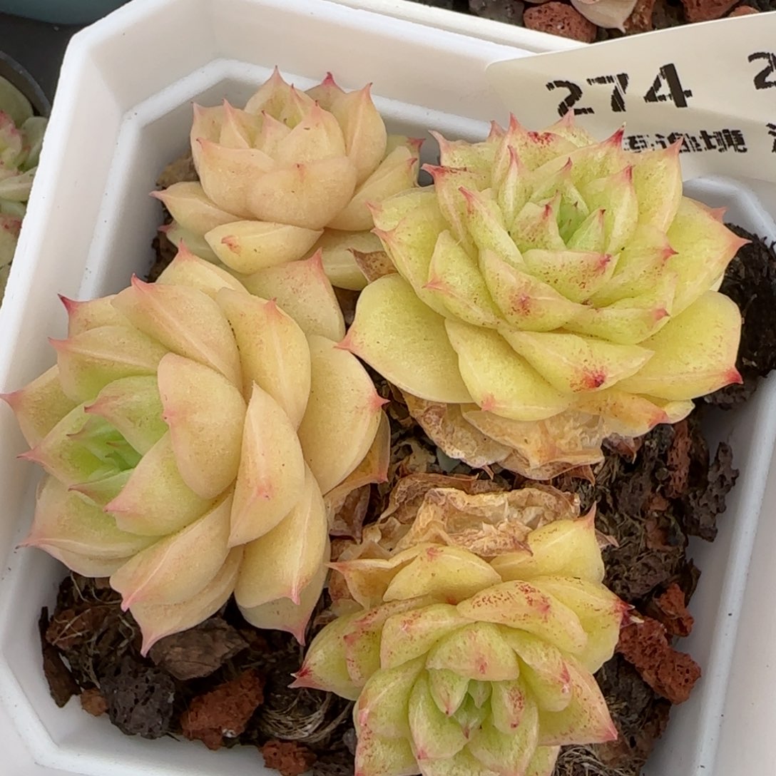 花语逸镜0208-274