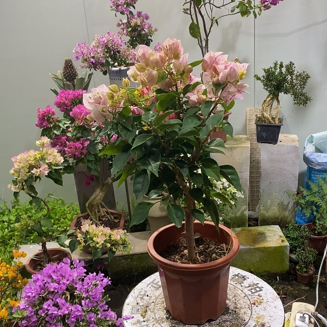 大部分开放少量花苞