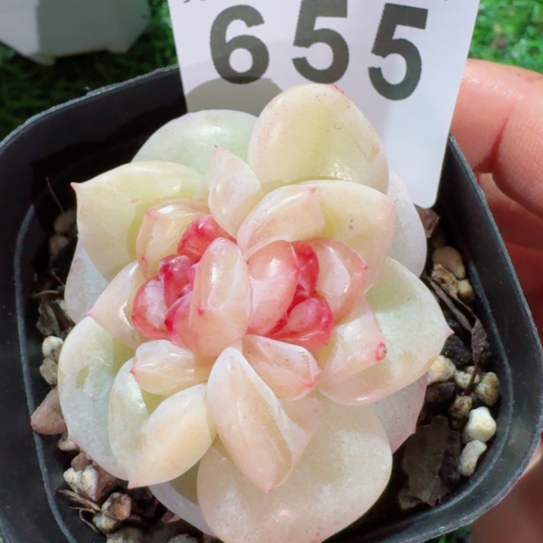 冰淇淋双心         精品多肉