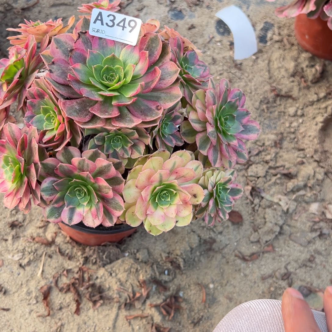 349雨荷多肉植物法师多肉