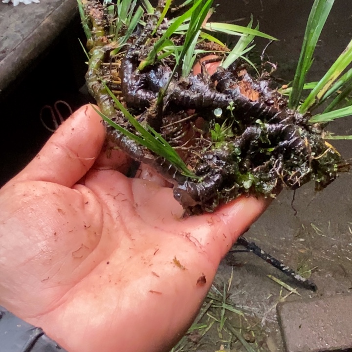 ，***无花朵石菖蒲这就是所谓