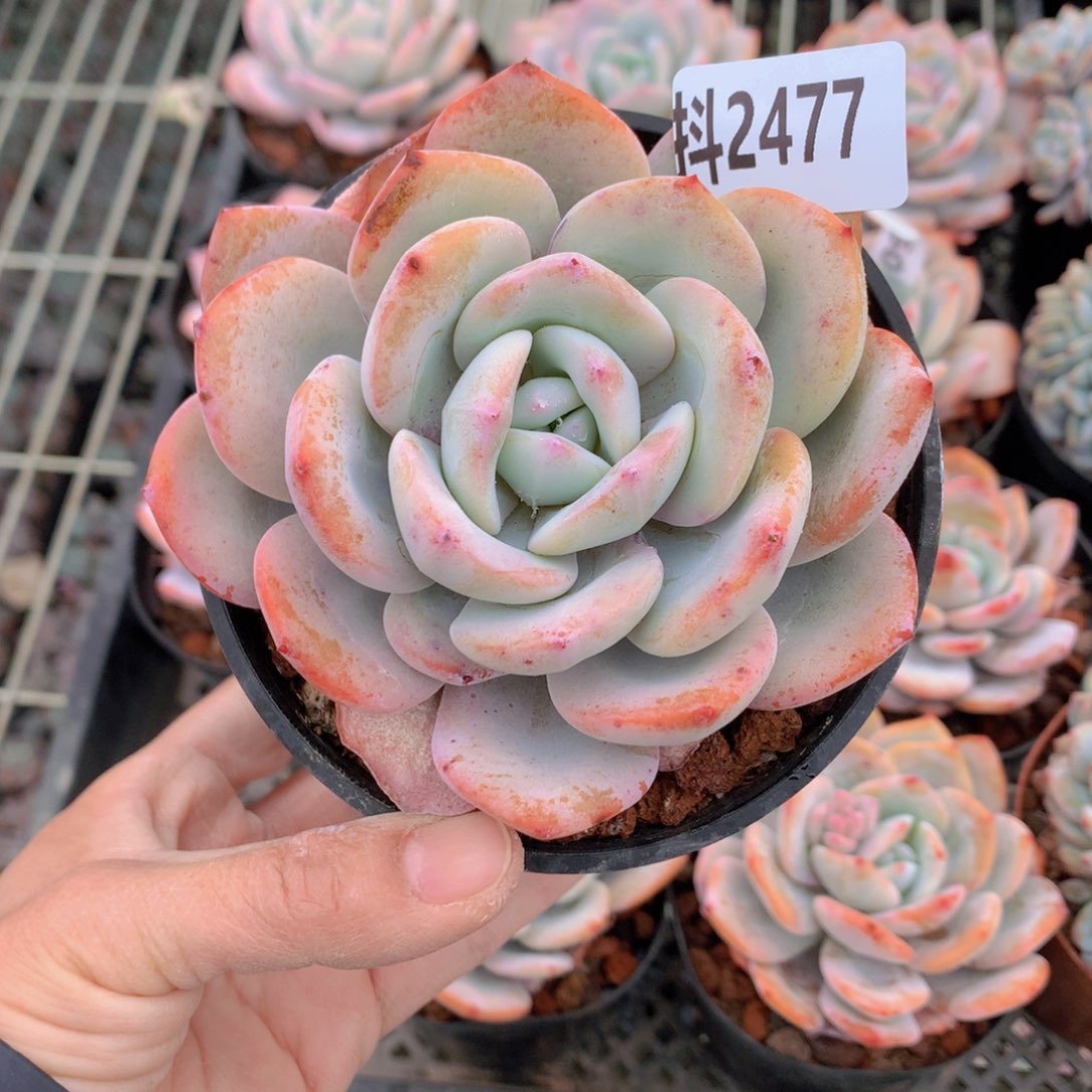 2477奶茶了！不会的话才