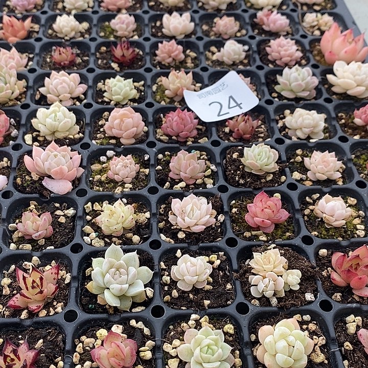 24 多肉植物盆栽花卉