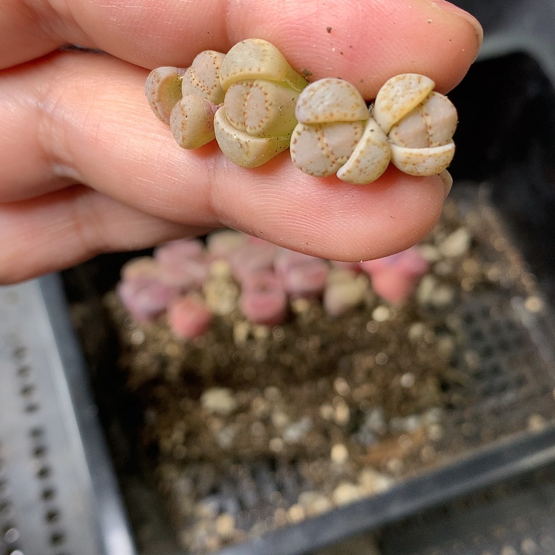 D270多肉植物保护研究所