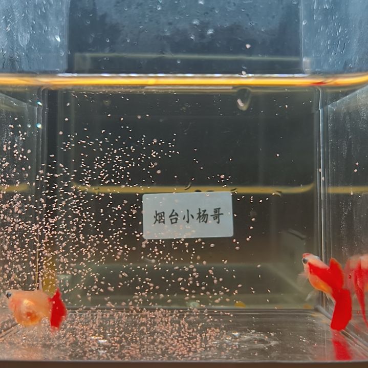 孔雀鱼全红玻璃猫园尾金玫瑰一对，带胎