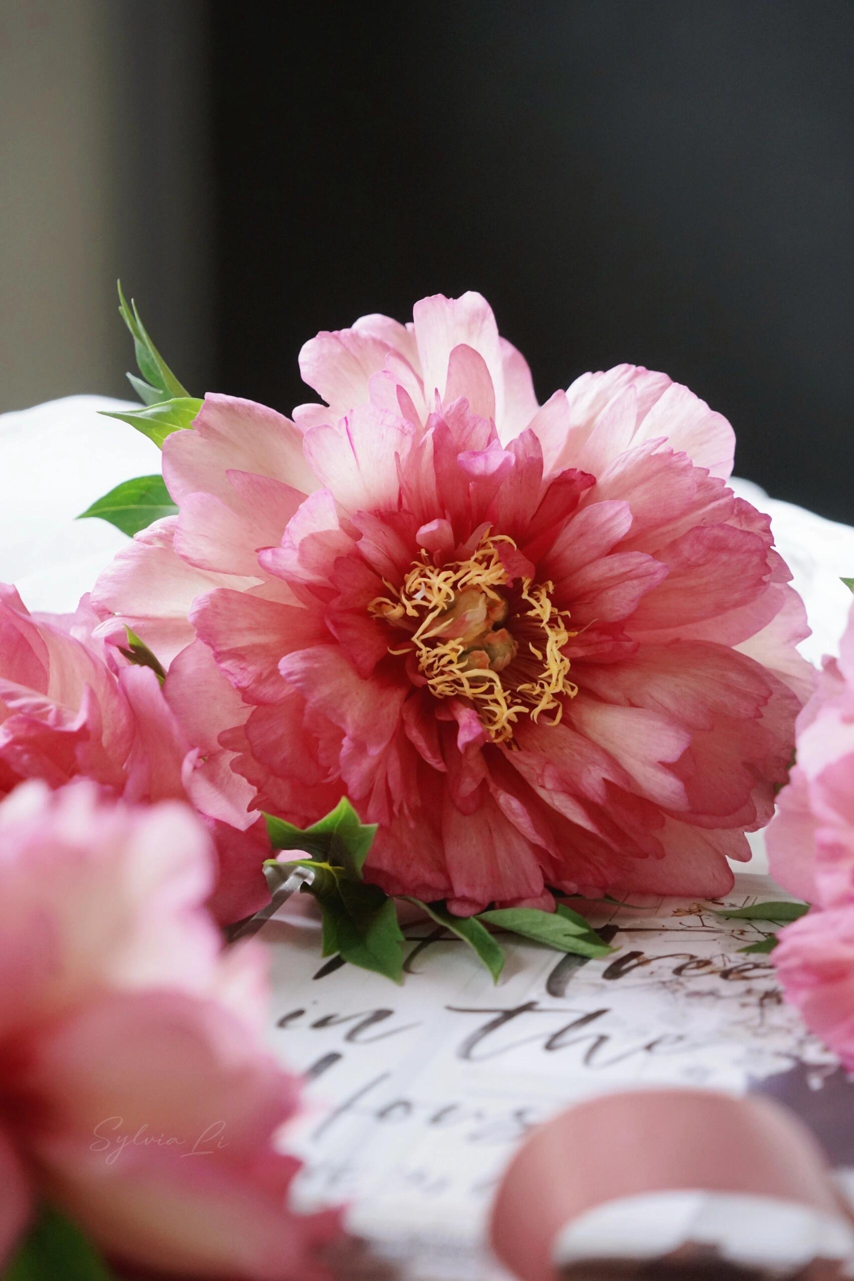 婵之语 希拉里芍药花